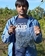 A photo of Surya Sapkota in a vineyard and holding a ziplock bag full of grapes