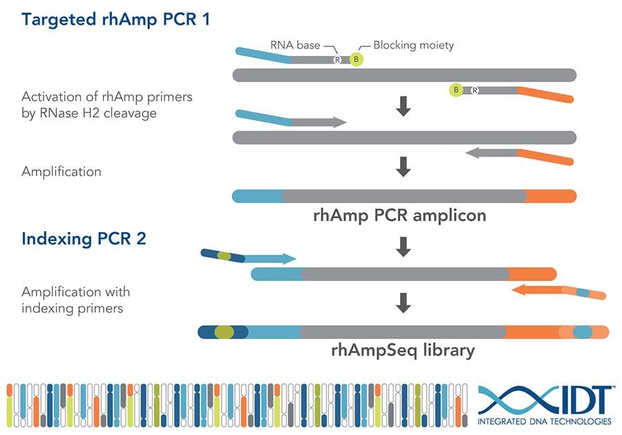 Complicated workflow schematic for rhAmpSeq process: activation of primers, amplification, and indexing. 