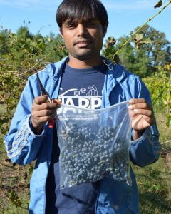 Surya Sapkota holding a bag of Norton grapes in a vineyard.