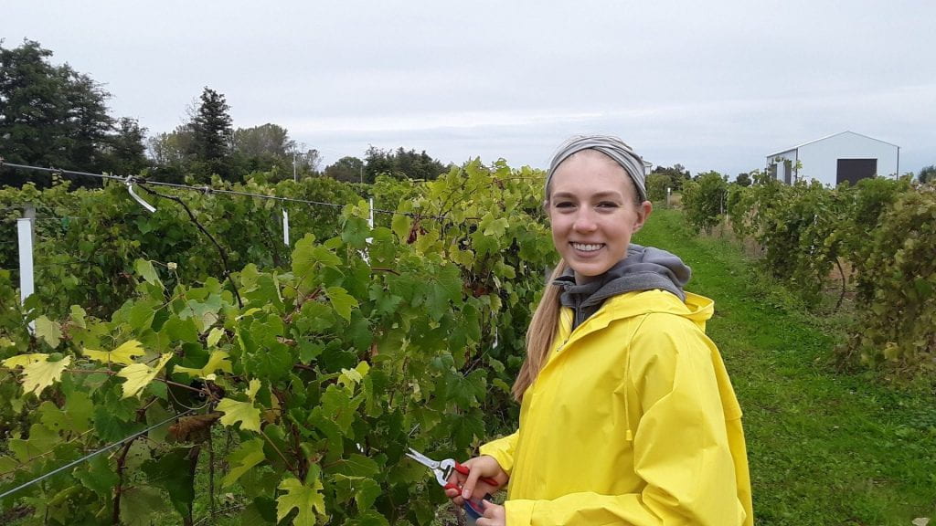 Anna Underhill, working in vineyard 
