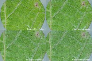 Image shows 4 leaf discs at different time points following powdery mildew inoculation. 