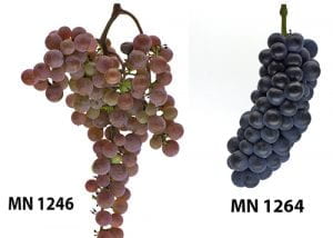 two grape clusters displaying contrasting architecture, loose clustered with shoulders and tight clustered