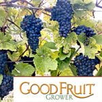 Picture of grapes and good fruit grower logo