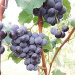 A blue grape selection for grape juice with high levels of powdery mildew and downy mildew resistance
