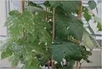 Powdery mildew-resistant vine compared with susceptible vine