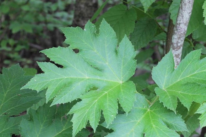 Cow parsnip leaf. Photo by Rob Routledge, Sault College, via Bugwood.org