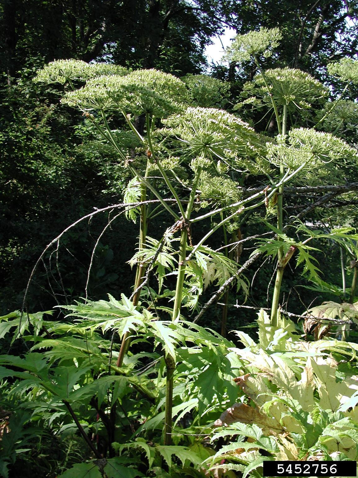 Giant hogweed plant. Photo by Leslie J. Mehrhoff, of the University of Connecticut, via Bugwood.org.