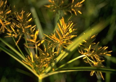 Yellow nutsedge flowers. Figure from "Weed Identification, Biology and Management", by Alan Watson and Antonio DiTommaso.