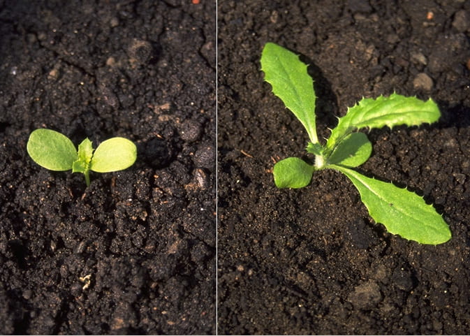 Fig. 1. Canada thistle cotyledons. Photo from "Weed Identification, Biology and Management", by Alan Watson and Antonio DiTommaso.