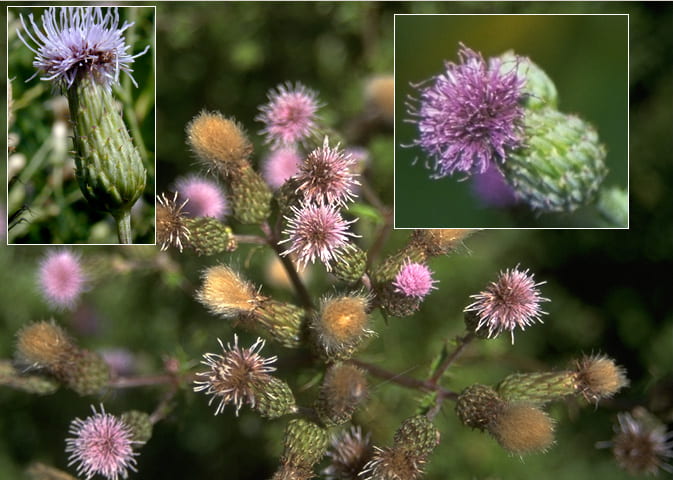 Fig. 3. Canada thistle flowers. Photo from "Weed Identification, Biology and Management", by Alan Watson and Antonio DiTommaso.