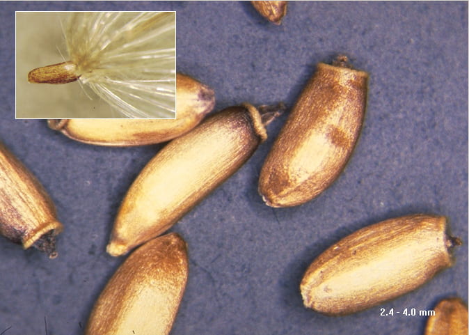 Fig. 4. Canada thistle seeds. Photo from "Weed Identification, Biology and Management", by Alan Watson and Antonio DiTommaso.
