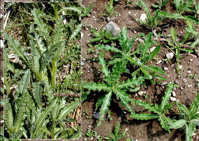 Fig. 2. Canada thistle seedlings. Photo from "Weed Identification, Biology and Management", by Alan Watson and Antonio DiTommaso.