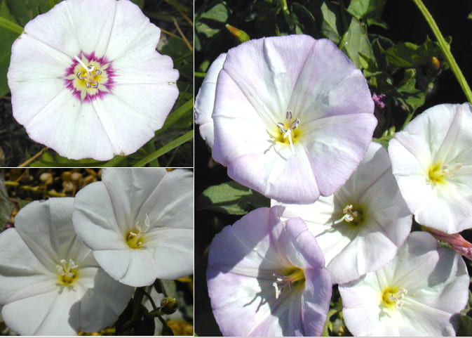 Hedge bindweed photos showing leaves, flowers and stems. Figure from "Weed Identification, Biology and Management", by Alan Watson and Antonio DiTommaso.