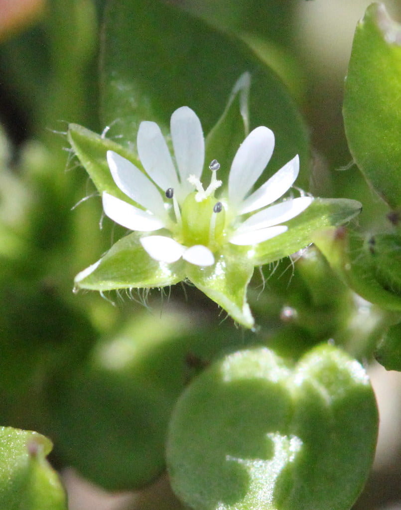 Common Chickweed flower head photo by user Phil Sellens via flickr.com