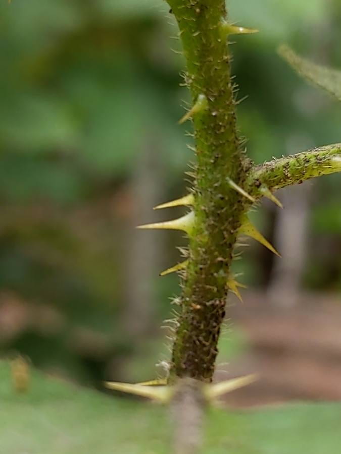 Pricks on the stems of horsenettle plants