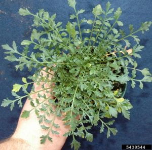View from above of virginia pepperweed basal leaves. Photo by Bruce Ackley of The Ohio State University via Bugwood.org