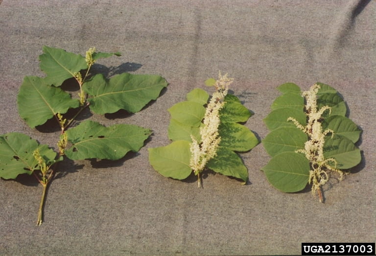Similar large knotweed species: giant knotweed on the left, bohemian knotweed in the center, and Japanese knotweed on ther right. Photo by Barbara Tokarska-Guzlik of the University of Silesia, Poland, via Bugwood.org.