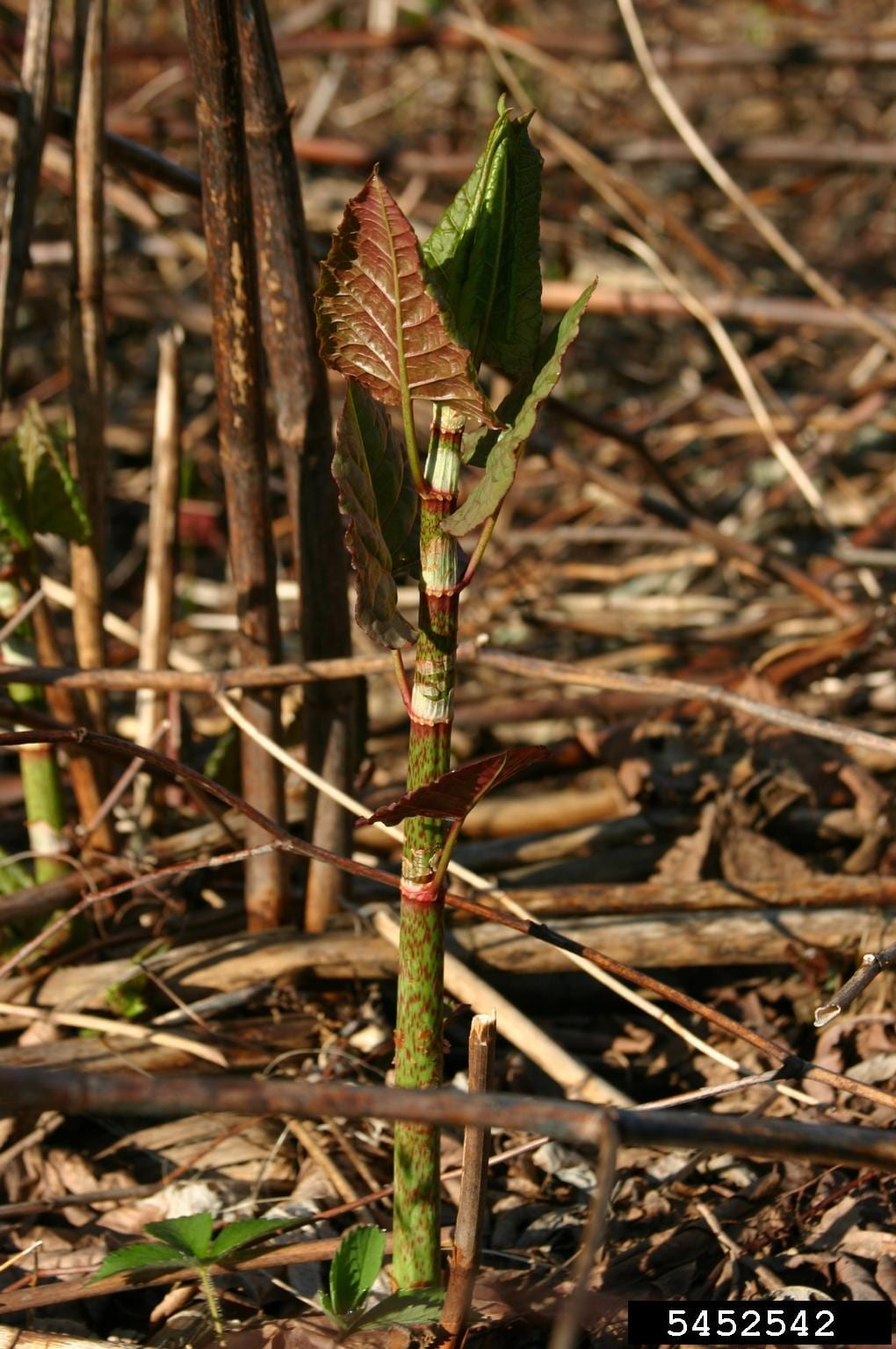 Japanese knotweed emerging from roots. Photo by Leslie J. Mehrhoff of the University of Connecticut, via Bugwood.org.