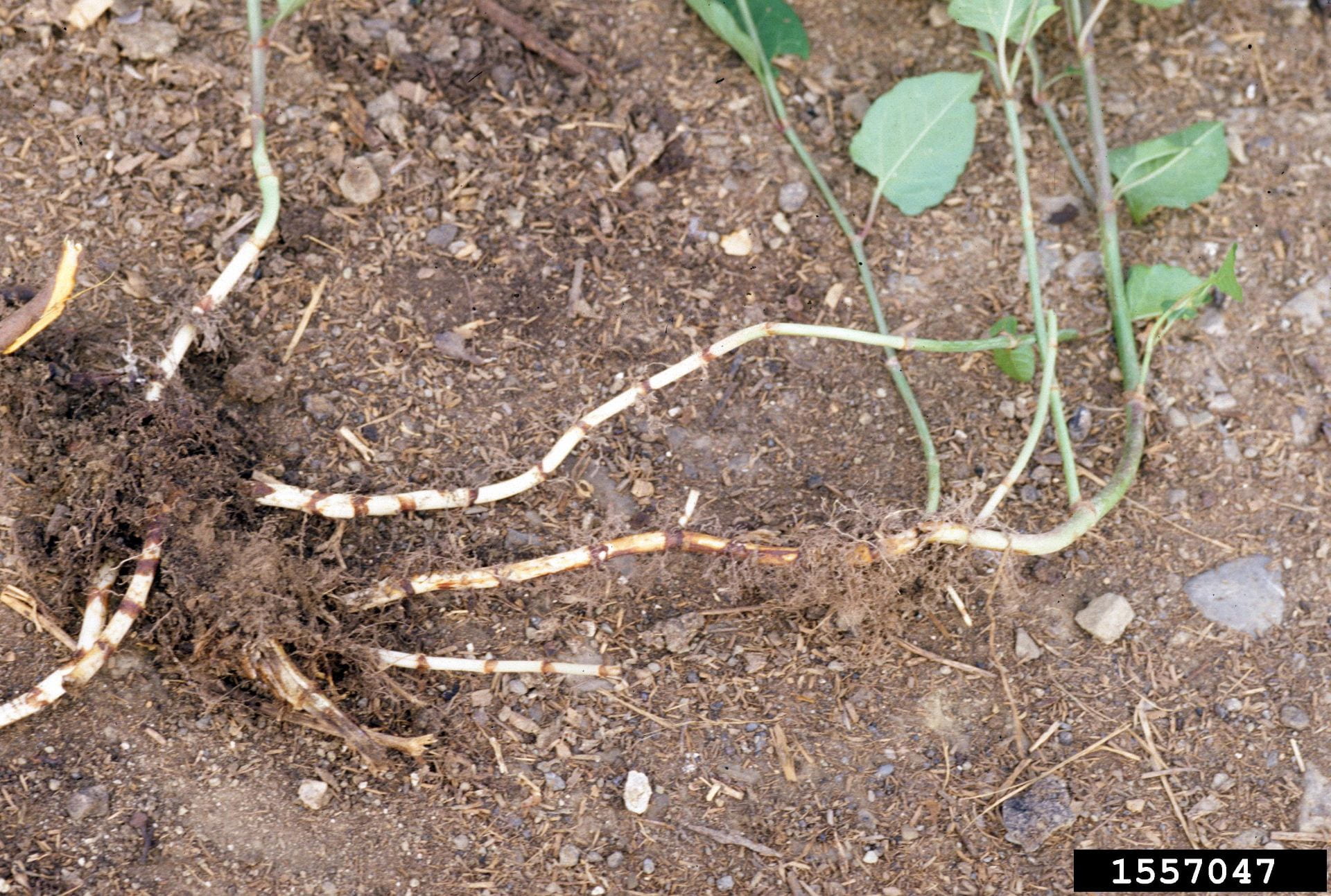 Japanese knotweed root structure. Photo by John Cardina of OSU, via Bugwood.org.