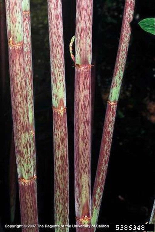 Image of Japanese knotweed stems