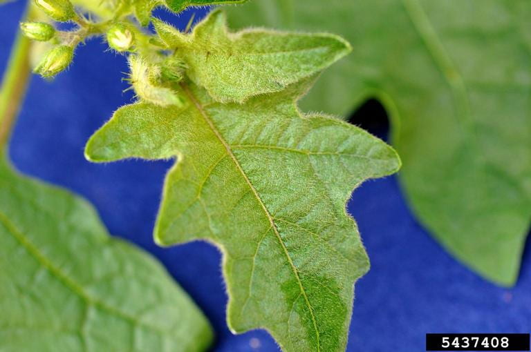 Close-up of mature horsenettle leaf