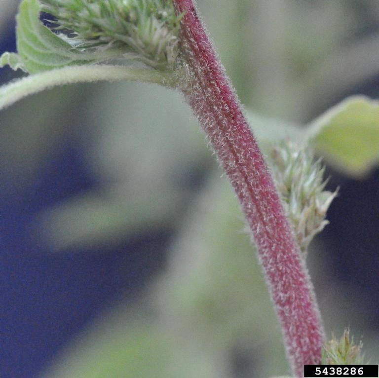 Stem surface of the redroot pigweed