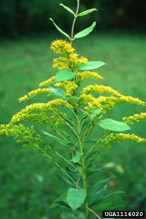 Canada goldenrod. Photo by Charles T. Bryson of USDA Agricultural Research Service via Bugwood.org
