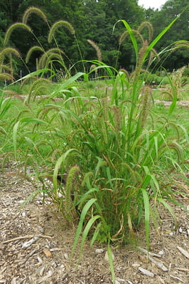 Whole plant and habit of green foxtail.