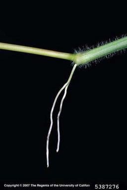 Close up of a large crabgrass plant producing roots at the node.
