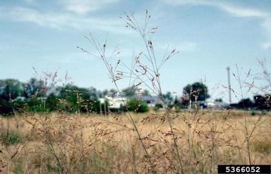 Field photo of switchgrass focusing on panicle flower heads.