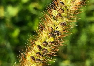 Close up of yellow foxtail seed head featuring greenish-yellow seeds and brownish-black ones with brownish bristles