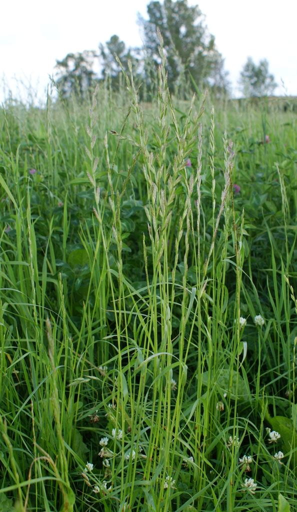 Image of Quack grass plant in field