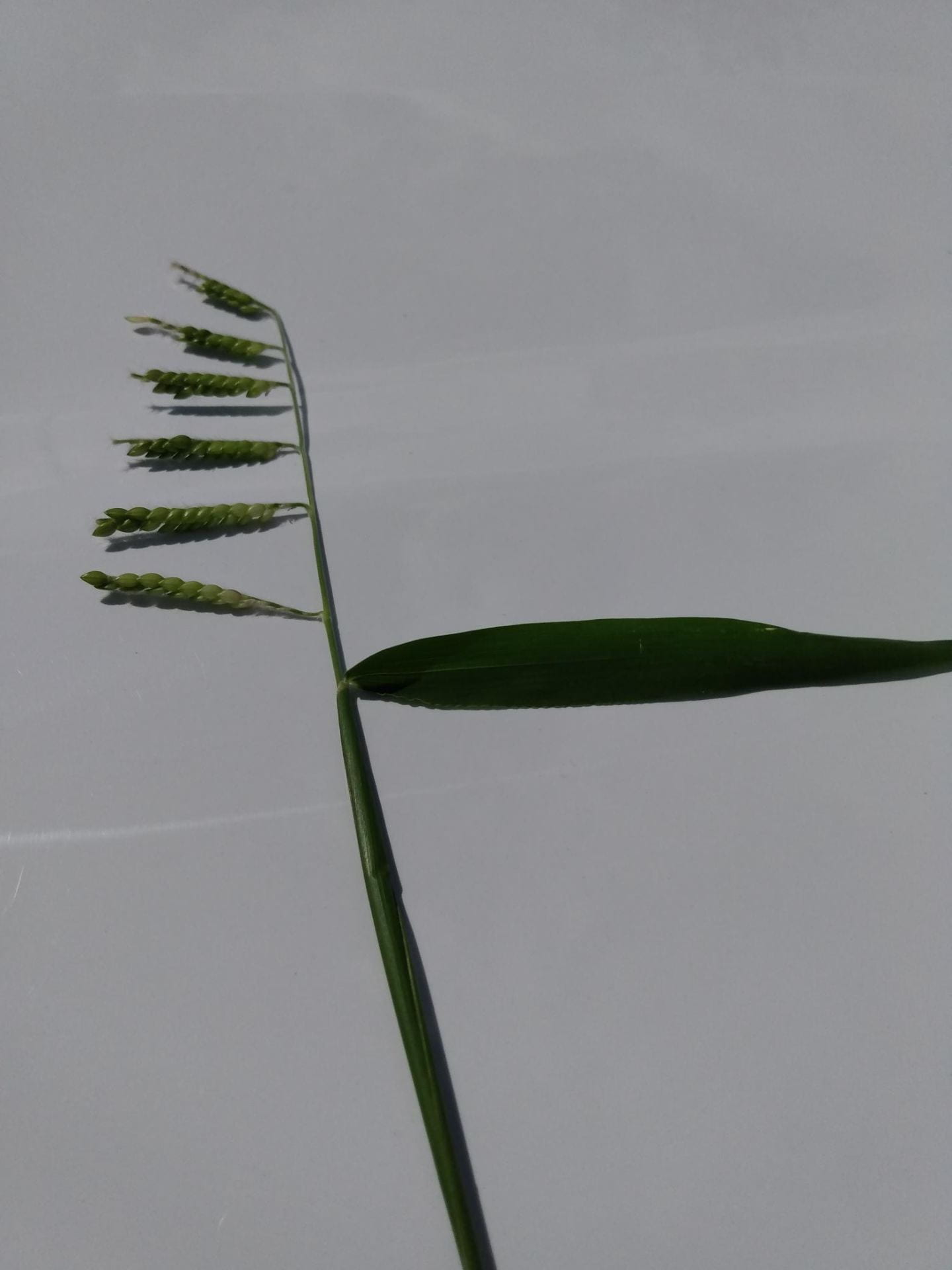 Woolly cupgrass flowering stem. Photo by Mike Hunter of Cornell Cooperative Extension.