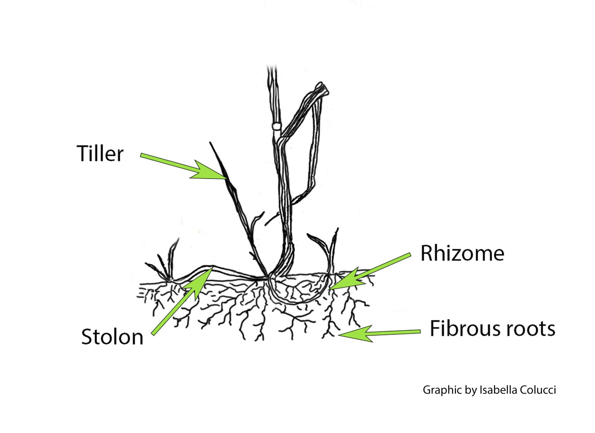 Close up of root system, featuring fibrous root, stolon, rhizome, and tiller.