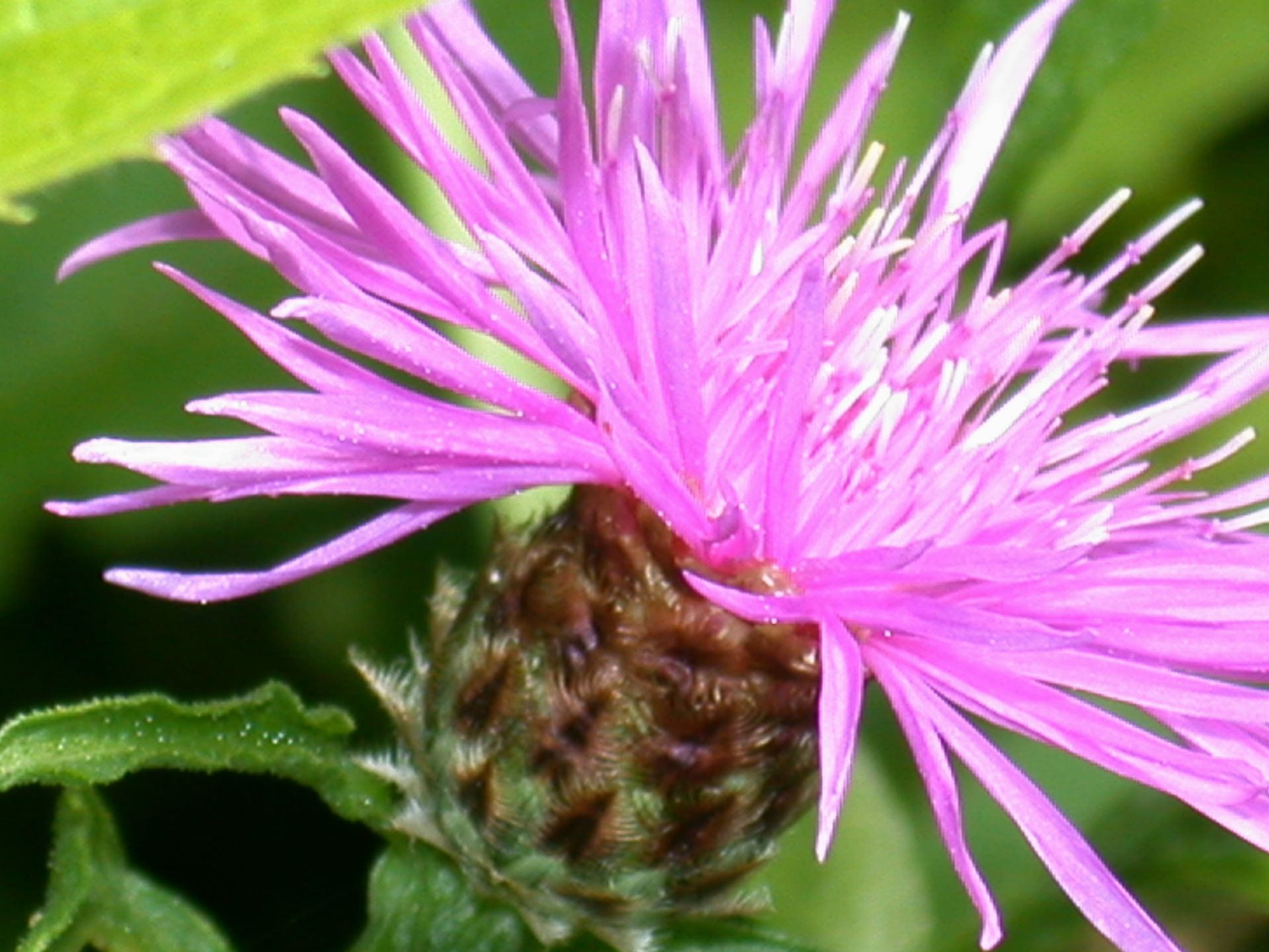 Spotted knapweed flower and bract. Photo by Antonio DiTommaso of Cornell University.