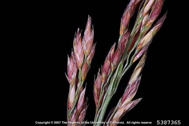 Tall fescue spikelet. Photo by the Ohio State Weed Lab of Ohio State University, via Bugwood.org.