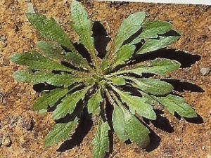 Fig. 1: Over-wintering horseweed rosette.  From:  Weeds of the Northeast.  Photo by J. Neal.