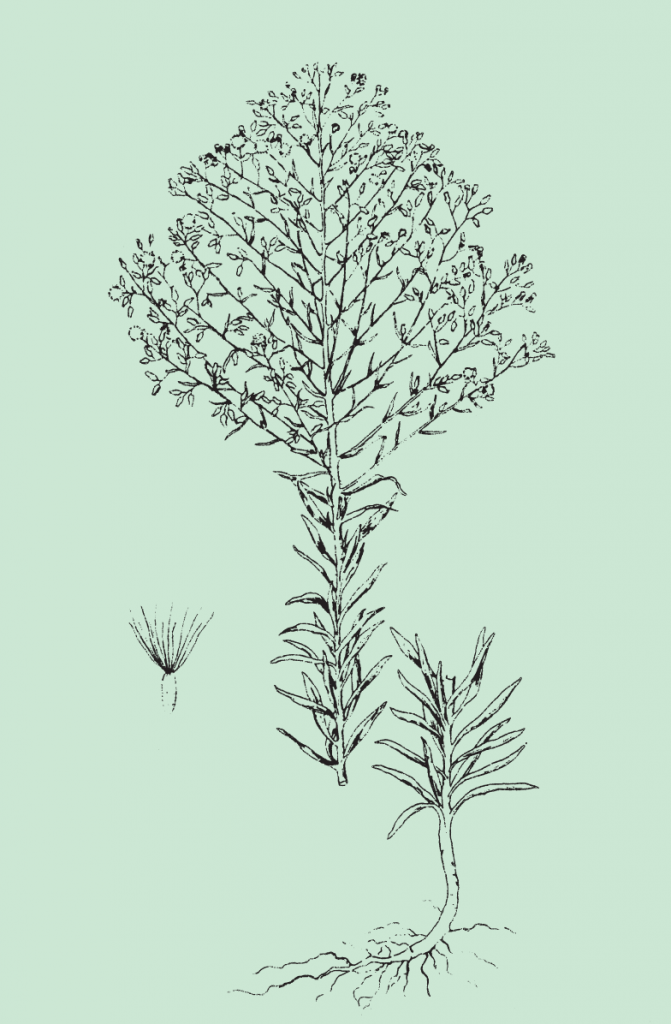 Fig. 2: Horseweed plant showing the lower part of the leafy stem, upper part of the stem with flowers, and seed with slender bristles on one end. From: Weeds of the North Central States, North Central Regional Research Publication No. 281.