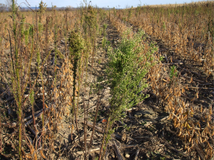 Fig. 3: Horseweed population that survived burndown and postemergence glyphosate applications.  Photo by R.J. Richtmyer III.