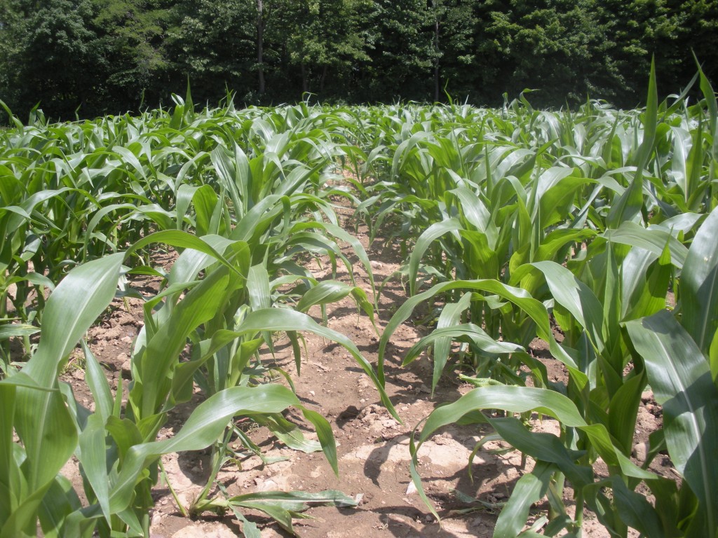 Photo: Corn under high seeding rates in 2015.
