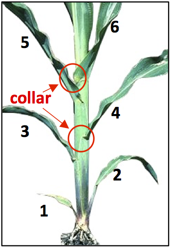 Figure 2. Corn at V6 growth stage with 6 visible collared leaves.
