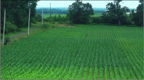 Figure 3. An N-rich strip in a corn field in Northern New York at the V7 growth stage (7 leaves with visible collar).