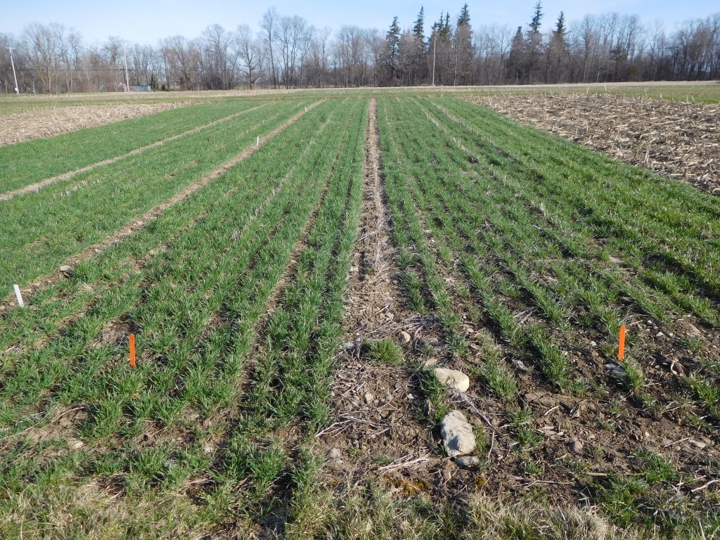 Photo: Organic wheat on 3/31 at the tiller formation stage (GS 2-3). Recommended management (1.2M seeds/acre and a single spring N application) has the right orange stake and high input management (1.6M seeds/acre plus a fall and spring application of N) has the left orange stake.