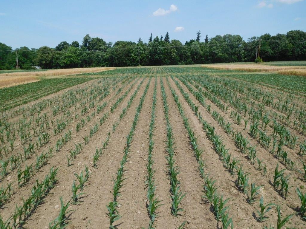 Dry soil conditions because of limited rainfall and a red clover crop contributed to early season drought stress in corn, especially in organic corn (10 rows to the left) compared with conventional corn (10 rows to the right).