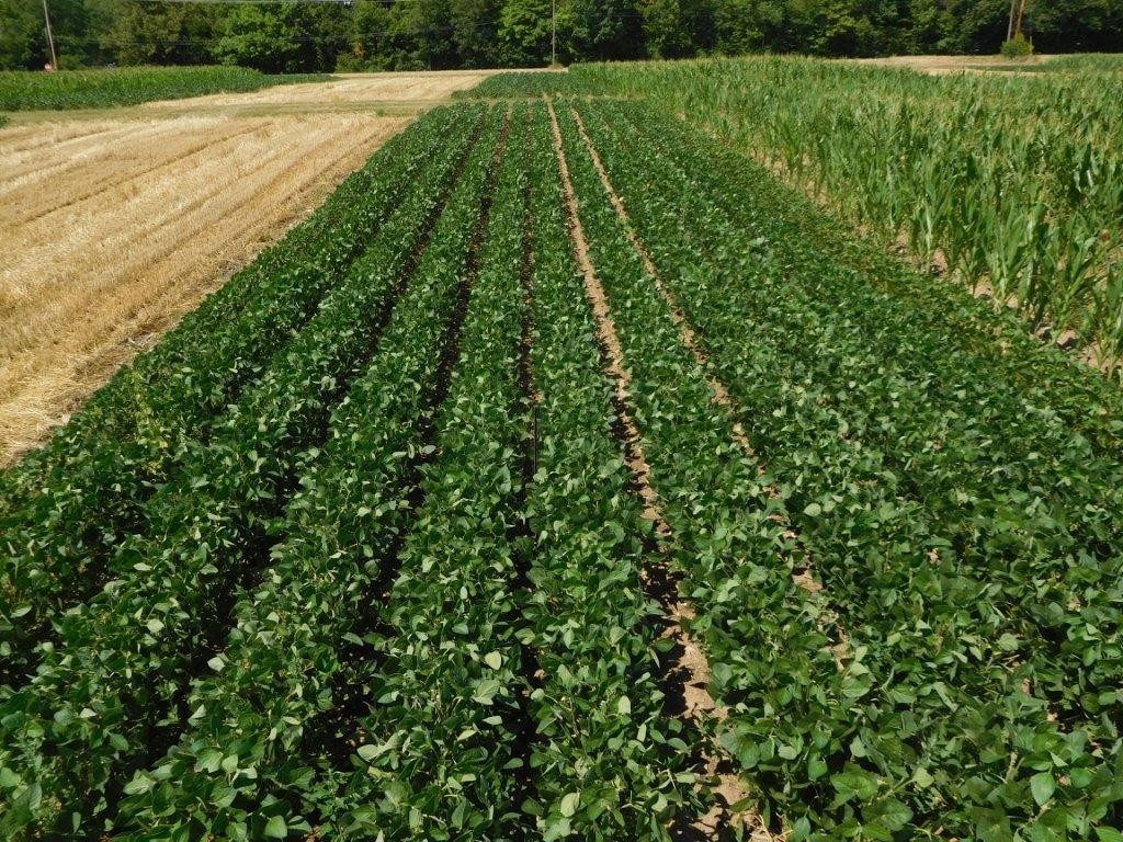 Organic soybean (July 27) during the dry 2016 growing season has not canopied or filled in completely, especially with the recommended seeding rate (6 rows on the right), which may allow for some late-season weed escapes to affect soybean yield.