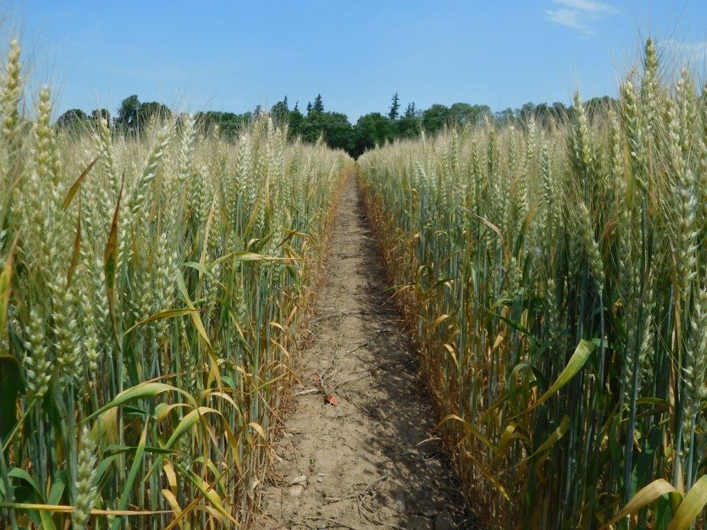 The lower leaves of wheat were senescing in mid-June, despite more N being applied to high input conventional wheat (right), because of exceedingly dry conditions at Aurora and the droughty soil of the experimental area.