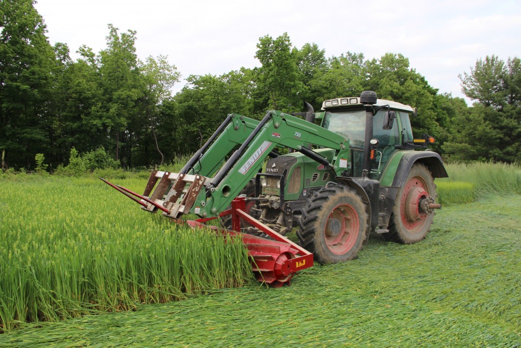 Figure 1. Front-mounted roller-crimper unit flattening a barley cover crop at the on-farm site. The blunt meal blades on the cylinder crimp, rather than cut, the cover crops. Filled with water, the roller-crimper weighs approximately 2600 lb.