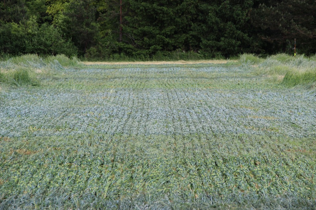 Figure 2. Indentations in the rolled cover crops represent soybean drilled in 5-inch rows at the on-farm site in 2014. Extra weight was added to the drill to help penetrate the thick mulch and hard, dry soil.