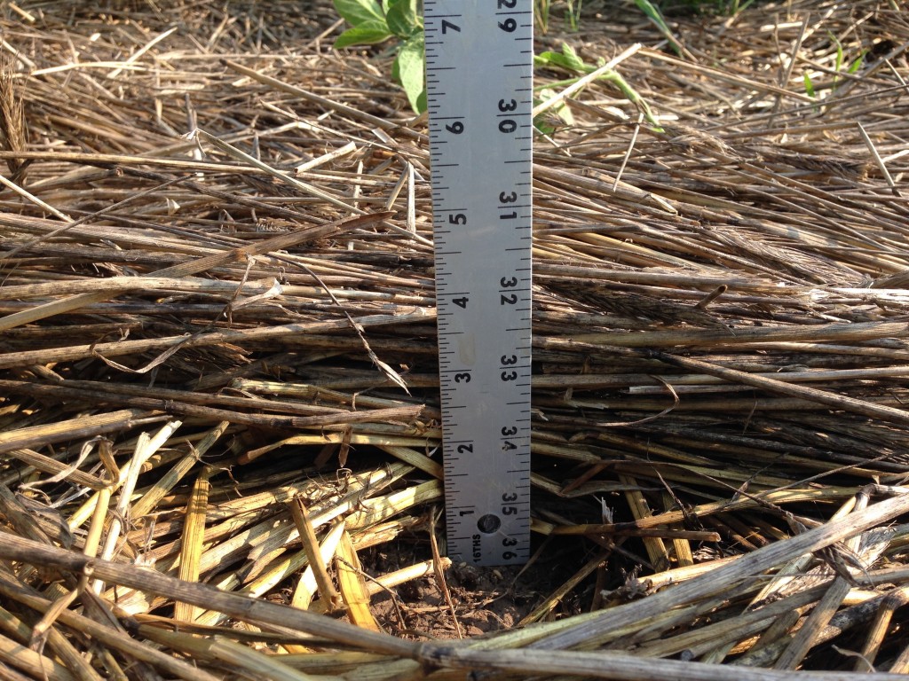 Figure 4. Deep layer of weed-suppressive cover crop mulch.