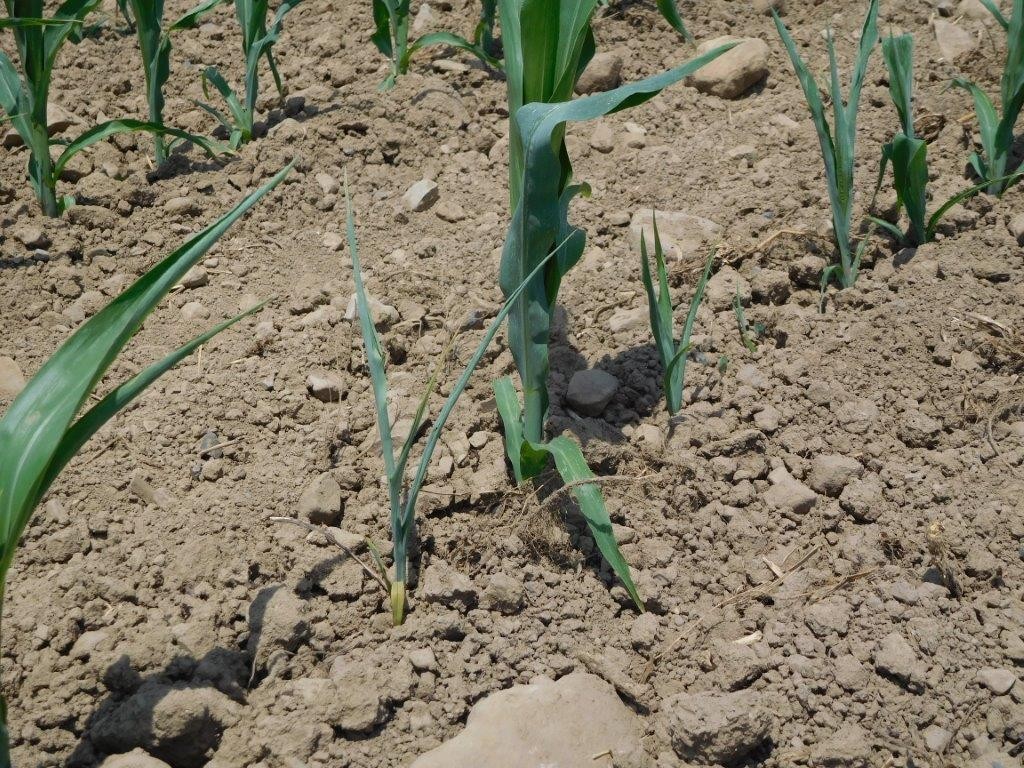 Extremely dry soil conditions in June (0.74 inches of precipitation), exacerbated by a robust red clover green manure crop, resulted in natural crop mortality in late-emerging corn, as well as crop mortality from cultivation in organic corn (photo taken on June 26).